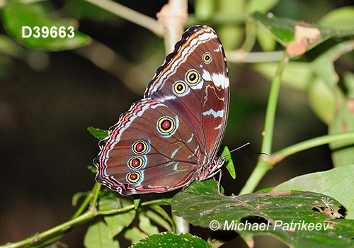 Common Morpho (Morpho helenor)